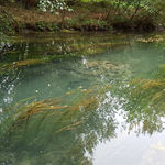 Etude bilan du CTMA de la Vallée de la Dive 2012-2017